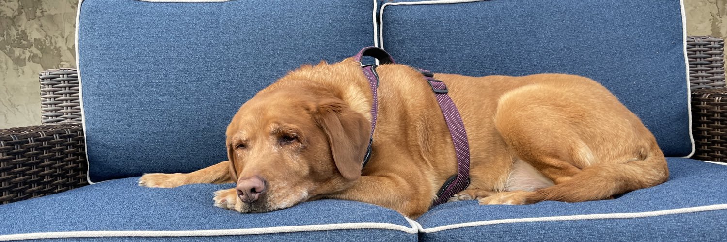 Carla aka Coinflip ☘️💙 banner