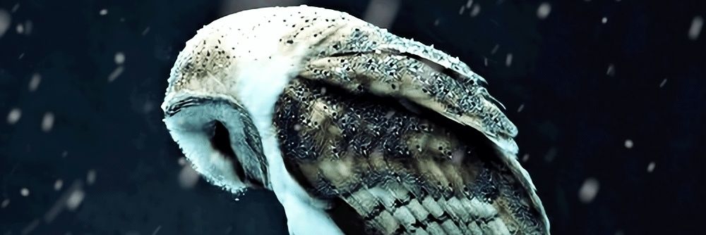 ThoughtsnQuitnn banner