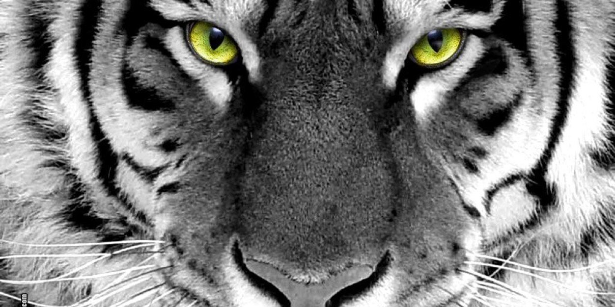 JosefaSilvaS's profile banner image