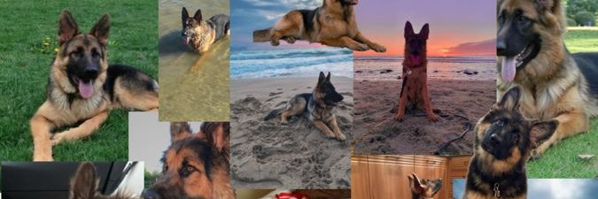 Remarkably Sheppy banner