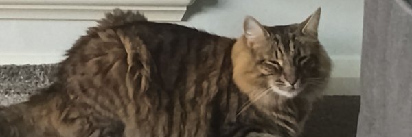 OhPicklecat Profile Banner