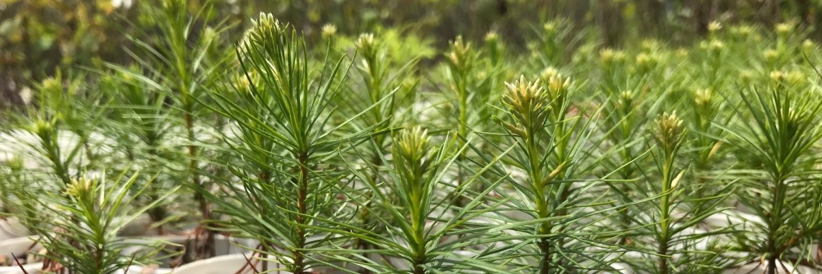 Tree Pittsburgh banner