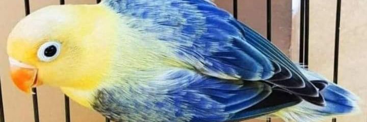 Parrot Lover banner