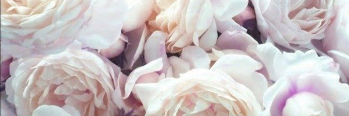 briannasmitko's profile banner image