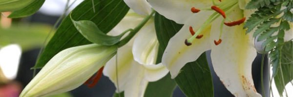 zenzaspa's profile banner image