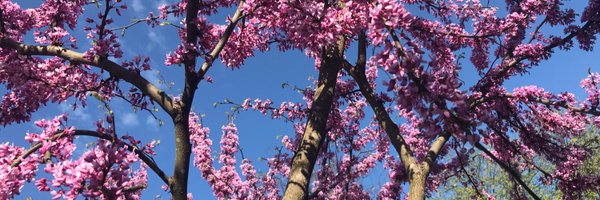 BrooklineTAB Profile Banner