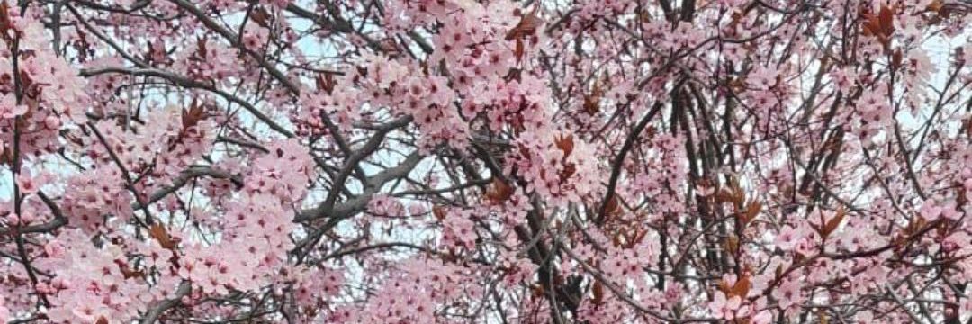 Sandra del Valle Vasualdo banner