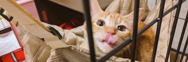 midorin_0314 Profile Banner