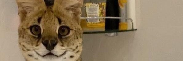 🔞ququqee399e🔞 | C0MMS CLOSED banner