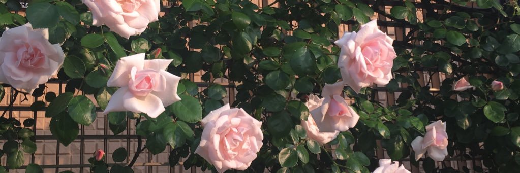 kaaate16f's profile banner image