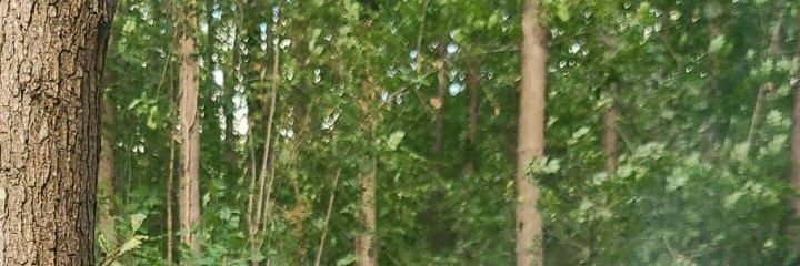msrf9631321's profile banner image