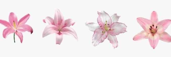 nicco 🍡 (0/20kg) banner