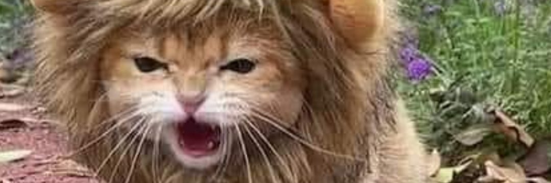 urslashscomment's profile banner image