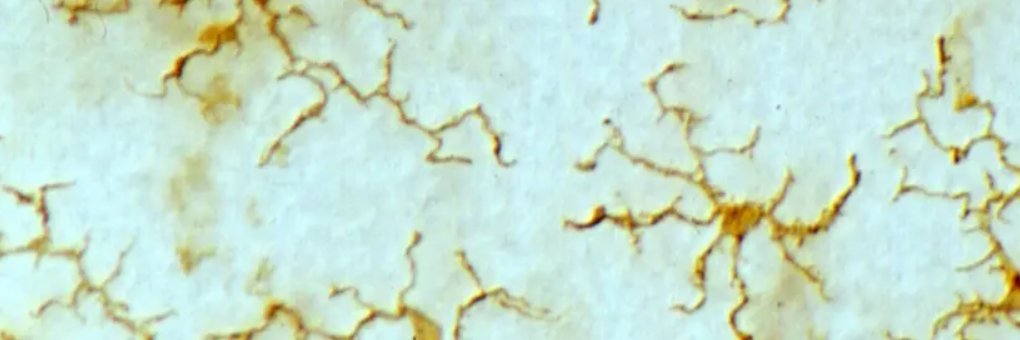 Cellular Neurobiology banner