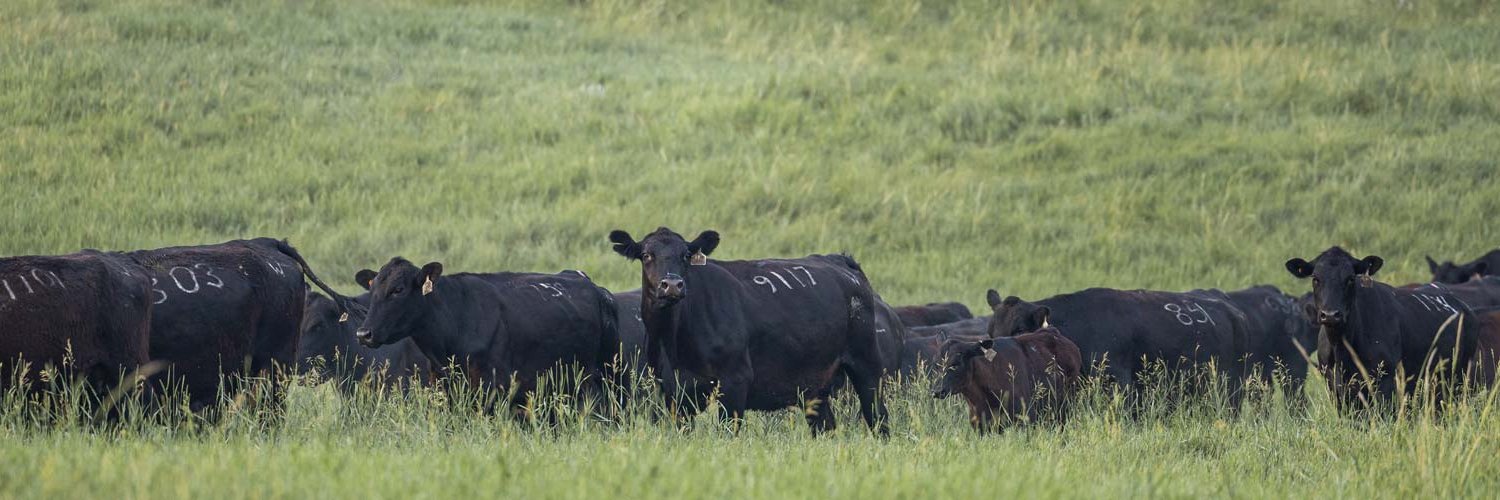 Certified Angus Beef Cattleman Connection banner