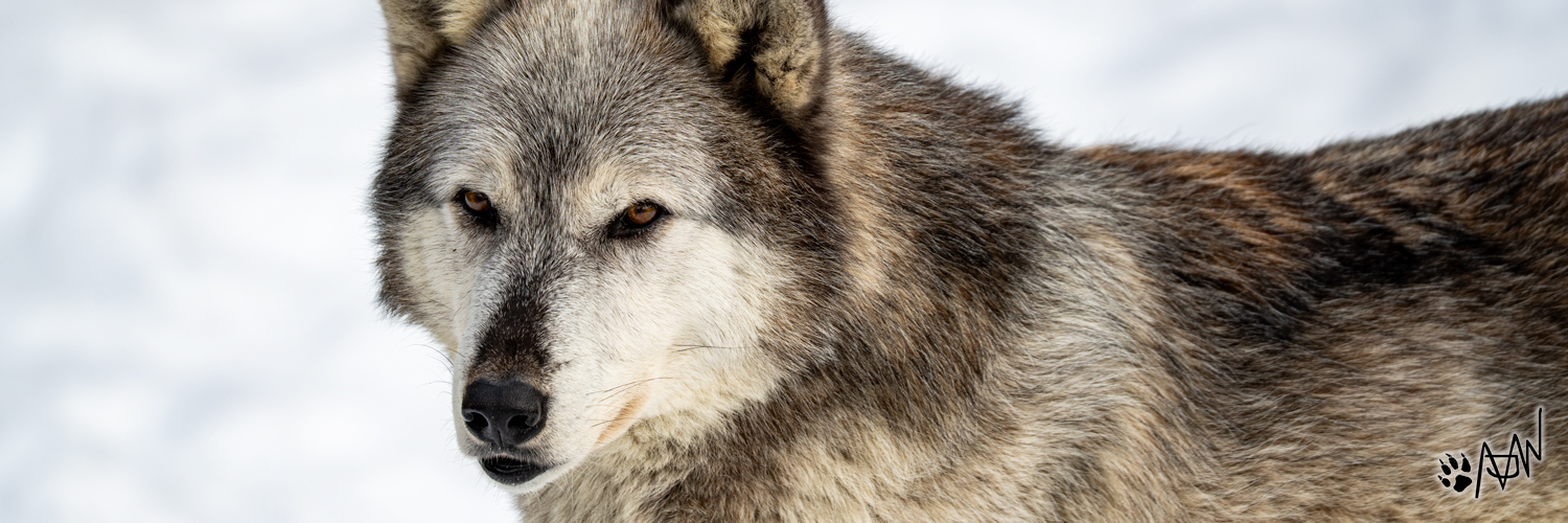 Chance Gray Wolf banner