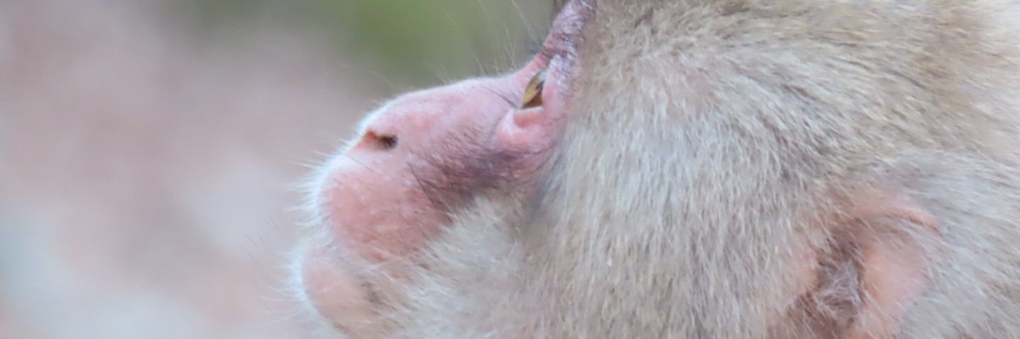 kuusukekoubou's profile banner image
