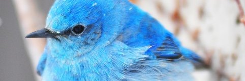 CanaryChirp's profile banner image