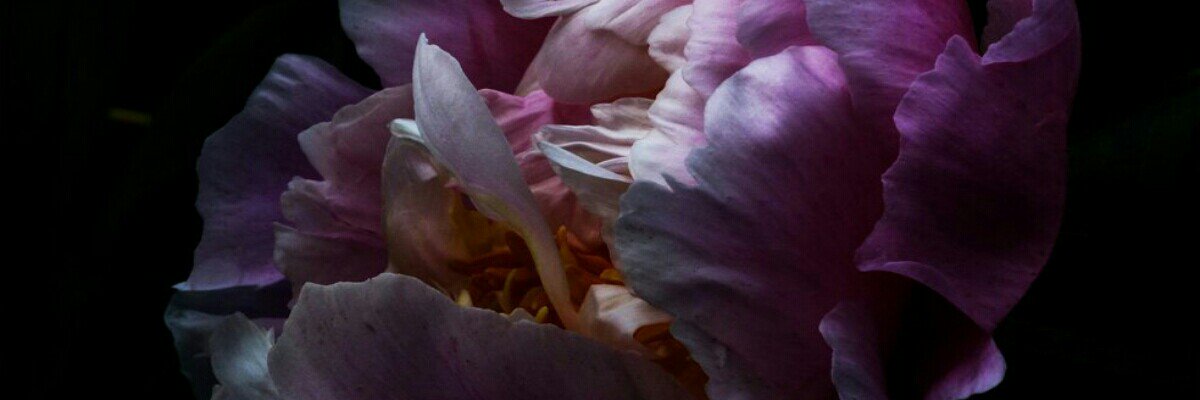kuronoxxx's profile banner image