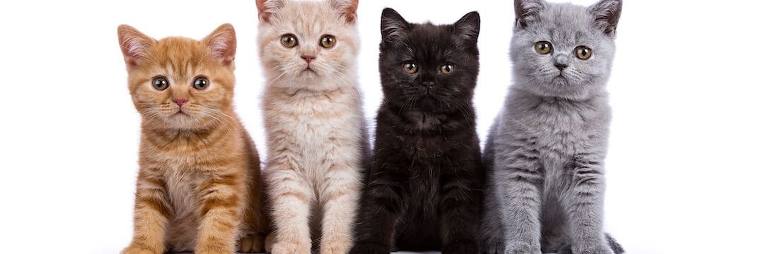 Cat Haven's banner
