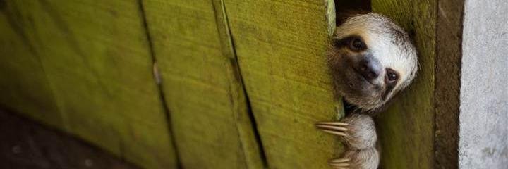 meiranel's profile banner image