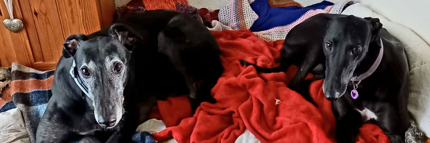 Saffy, Dave and 🌈Jack Greyhound 💖 banner
