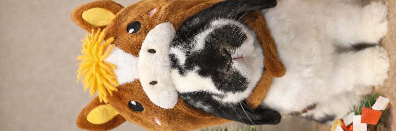 うさぎのバズ🐰I am Buzz banner