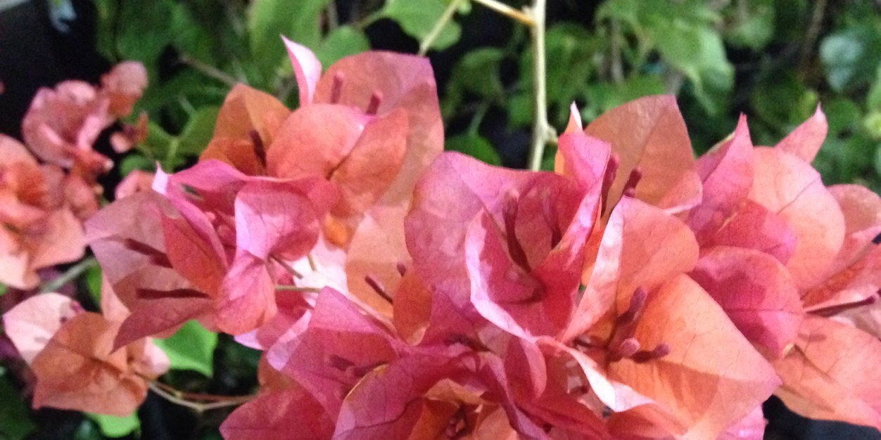 ChelseaisIRL's profile banner image