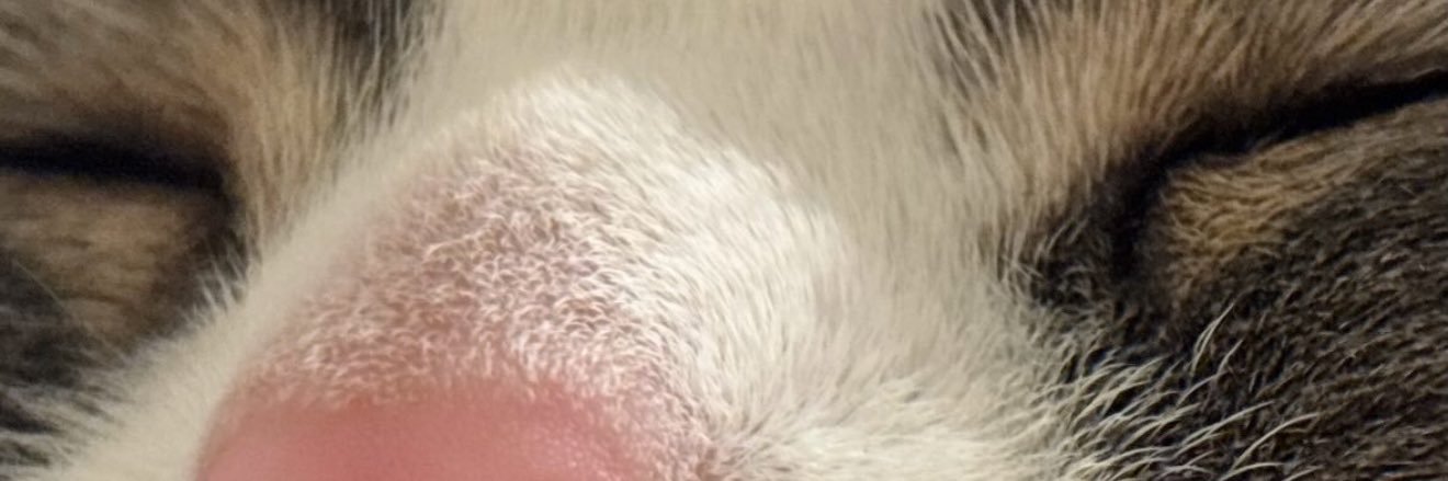 だてまき banner