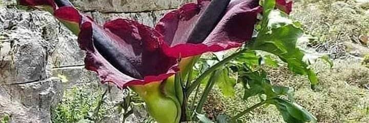 ebrahim s banner