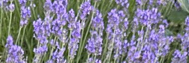 l'abeille banner