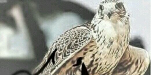 Shqaa123's profile banner image
