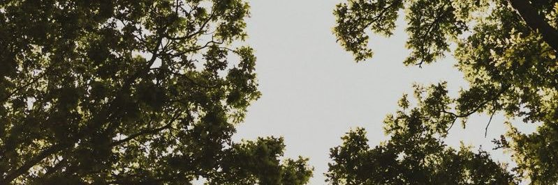 mecagannn's profile banner image
