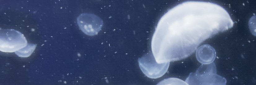 ついすや's banner
