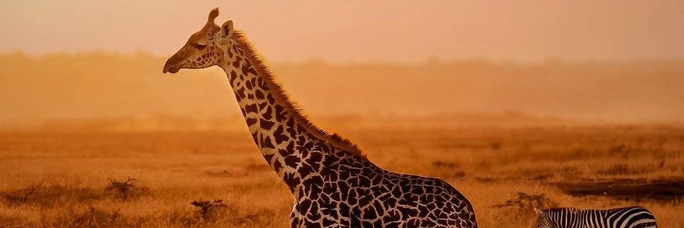 gidai_307's profile banner image