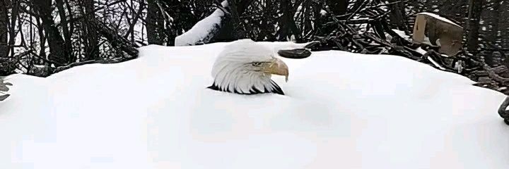 Freedom is Life banner