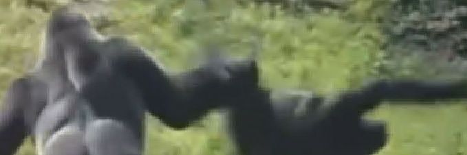lol banner