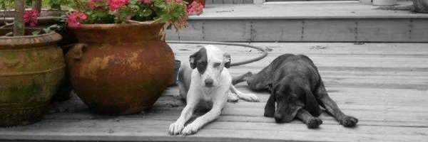 LuckiDoge Profile Banner