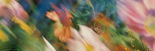 insect0scalv0s Profile Banner