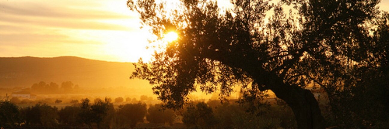 Calamonte's profile banner image