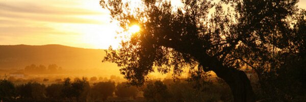 Calamonte Profile Banner