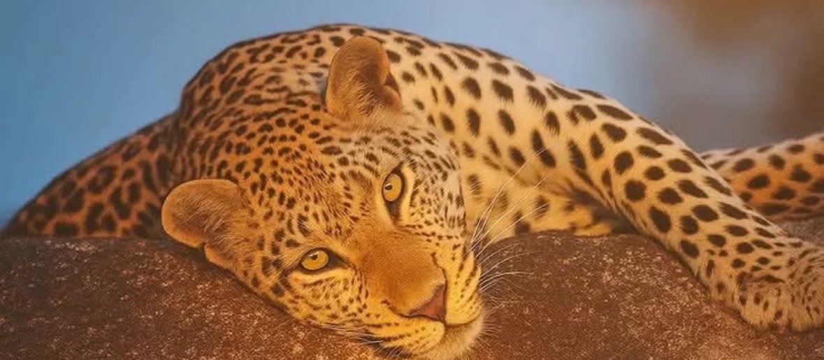 oimandys's profile banner image