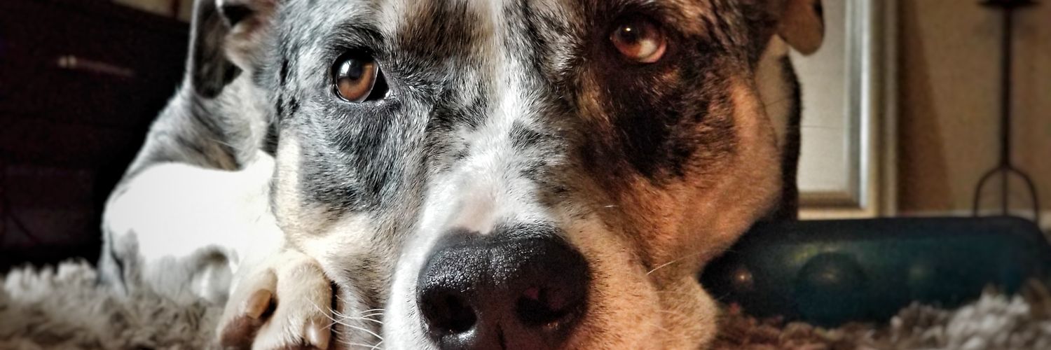 andyperry's profile banner image