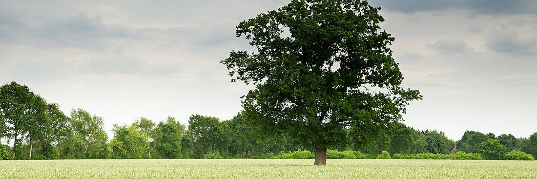 Artis Schlossberg banner