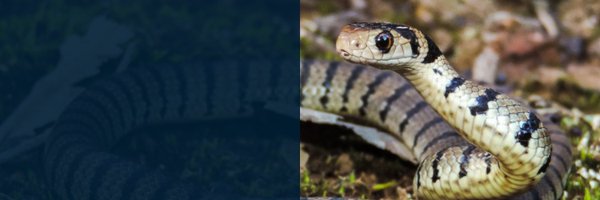 CSIRO Profile Banner