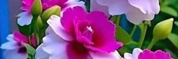 Elenapez2456 Profile Banner