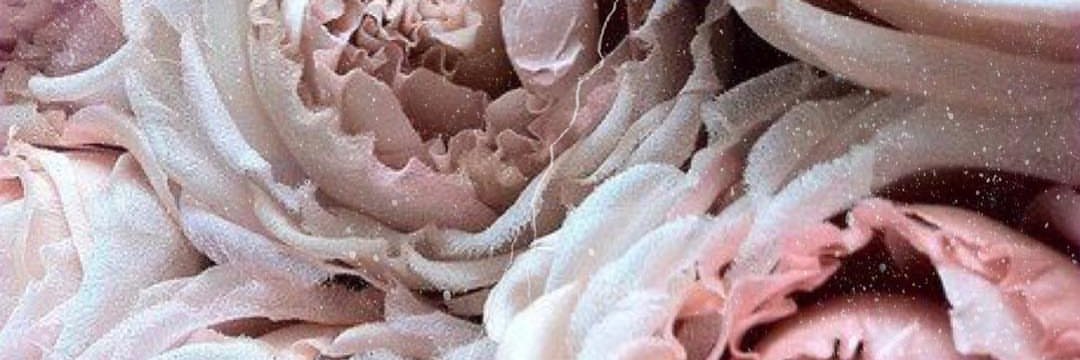 hhannahsiann's profile banner image