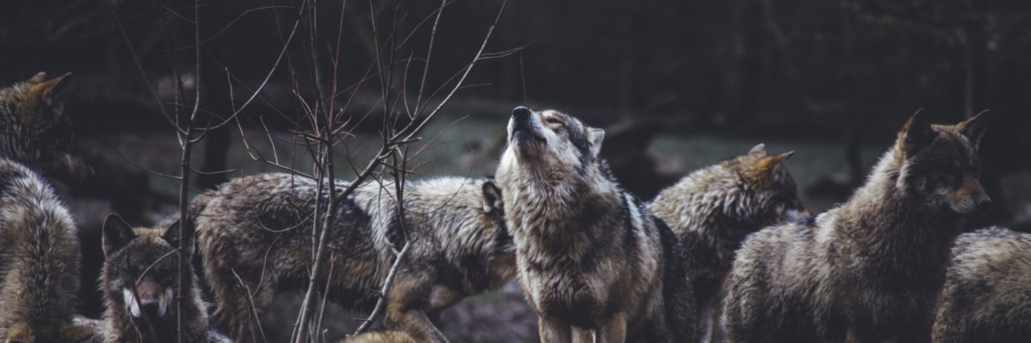 g_m57's profile banner image