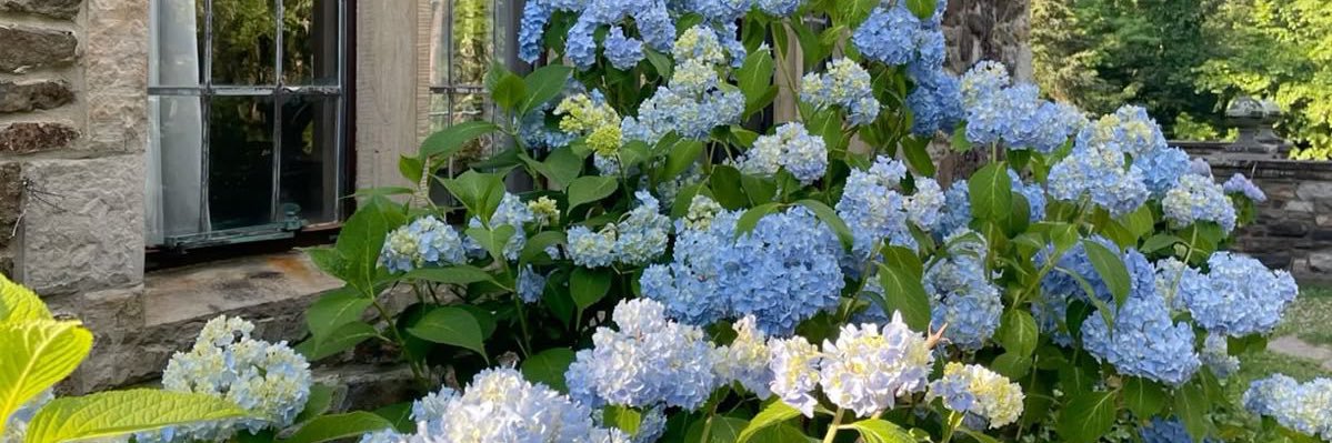 hydrangeacc's profile banner image