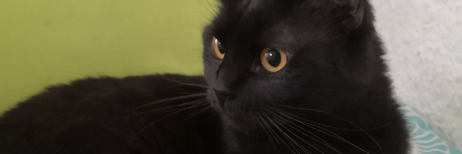 Liitiitha's profile banner image